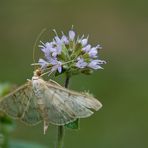 Nesselzünsler