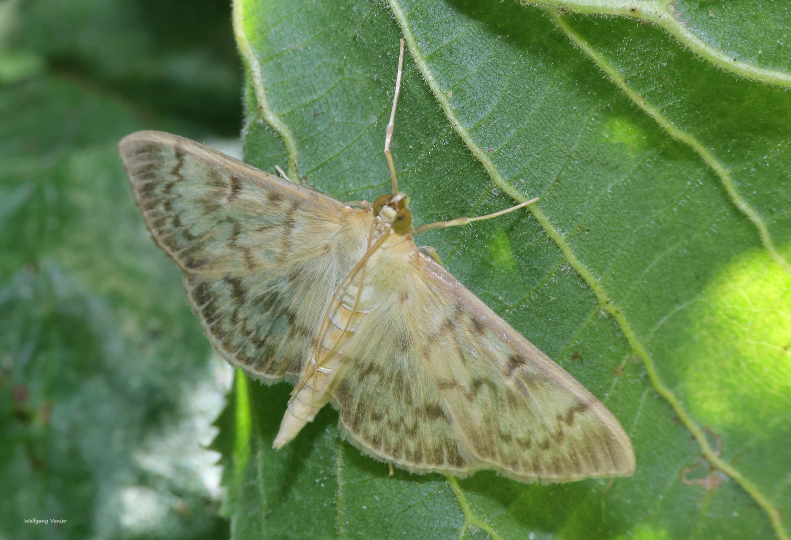 Nesselzünsler-Patania (Pleuroptya) ruralis 