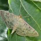 Nesselzünsler-Patania (Pleuroptya) ruralis 