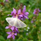 Nesselzünsler (Pleuroptya ruralis) an Weiderich