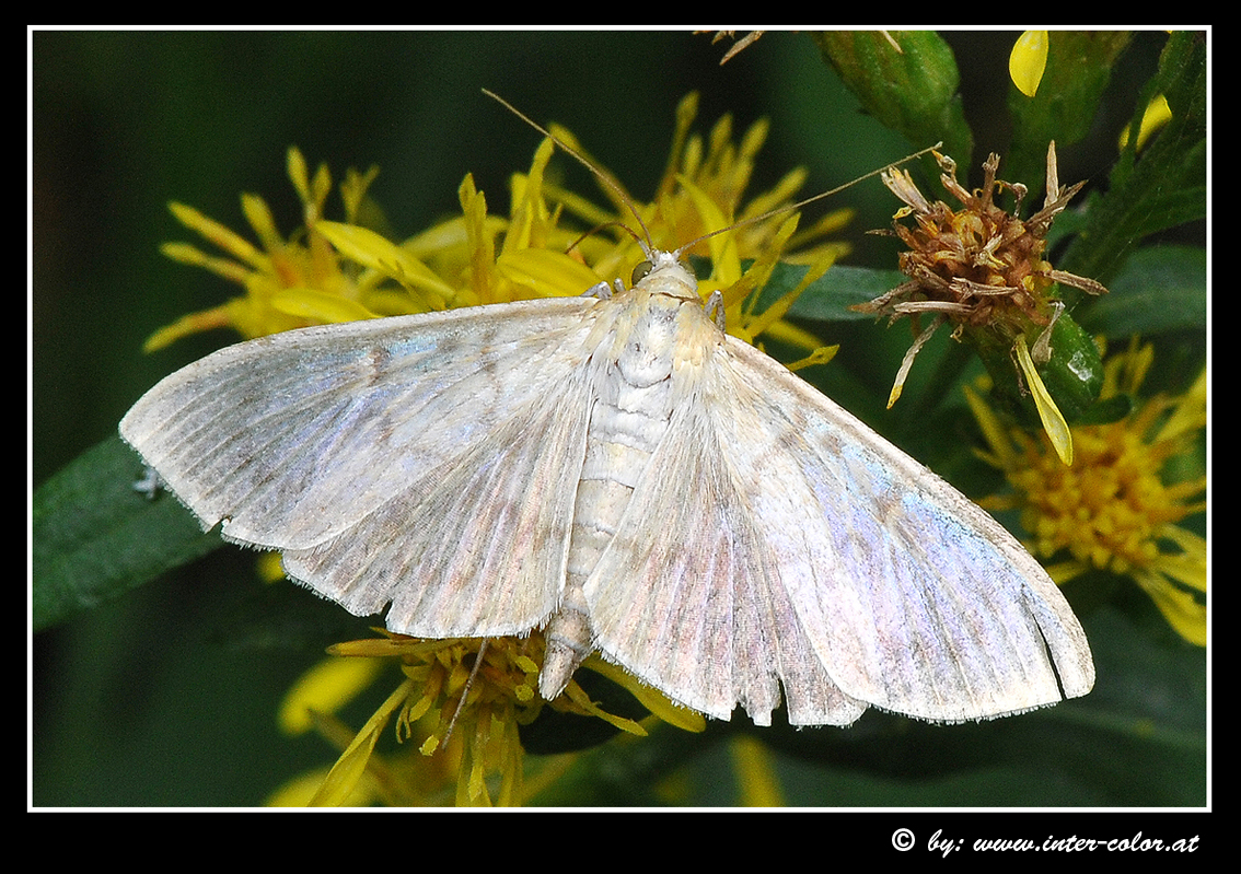 Nesselzünsler, Pleuroptya ruralis