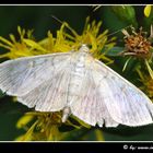 Nesselzünsler, Pleuroptya ruralis