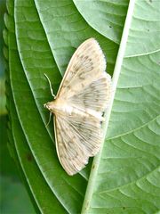 Nesselzünsler (Pleuroptya ruralis) - FÜR HUGO DEN SCHRECKLICHEN !