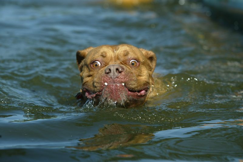 Nessi.... Foto & Bild tiere, haustiere, hunde Bilder auf