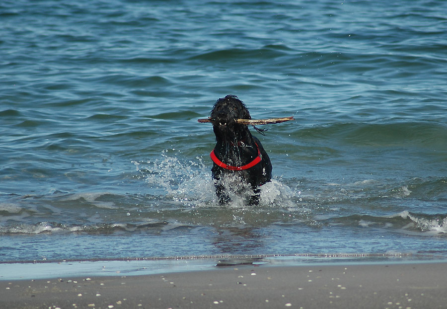 Nessi auf Urlaub ? ;-)