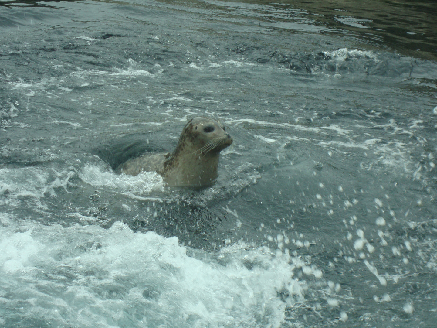Nessi Das Monster Von Loch Ness Foto Bild Tiere Zoo Wildpark Falknerei Saugetiere Bilder Auf Fotocommunity