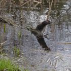 Nessie am Reetzer Teich ;-)