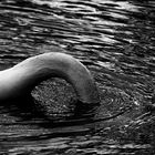 Nessie