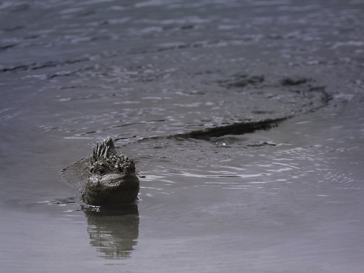 Nessie lebt!