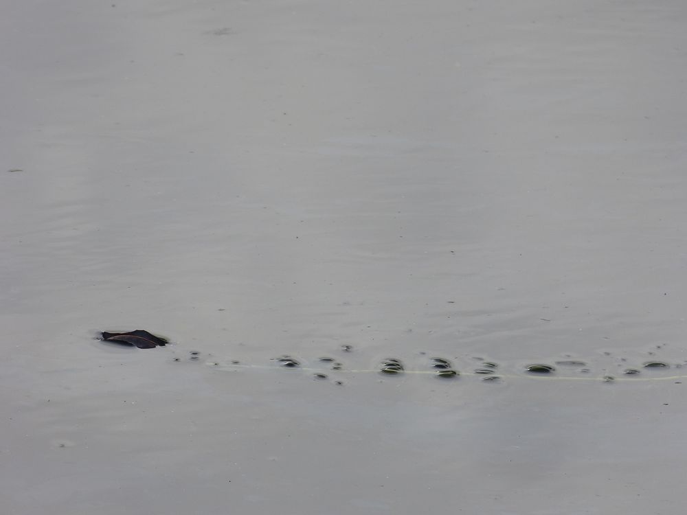 NESSIE macht einen Ausflug nach Fürstenfeldbruck