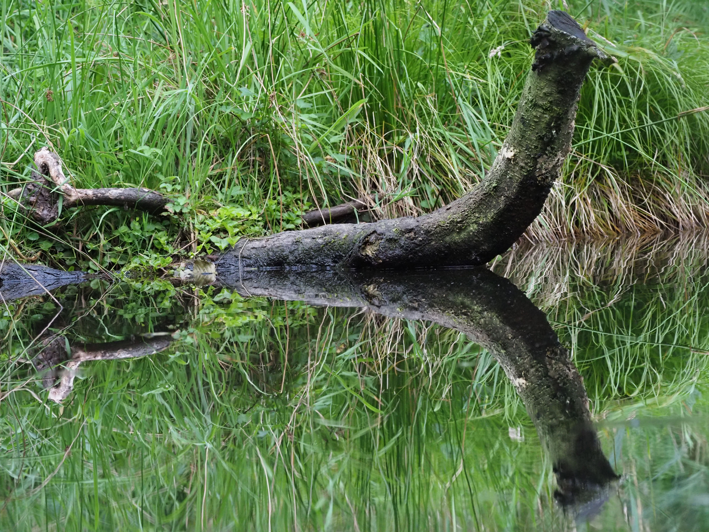 Nessie oder eine Spiegelung im Teich?