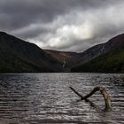 Nessie of Glendalough