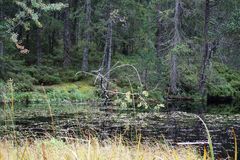 Nessie vom Etang de la Gruère