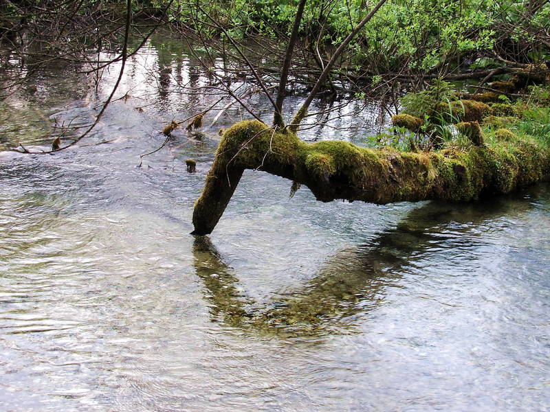 Nessie's Trip an den Almsee