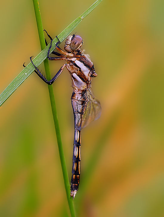 Nessuna speranza