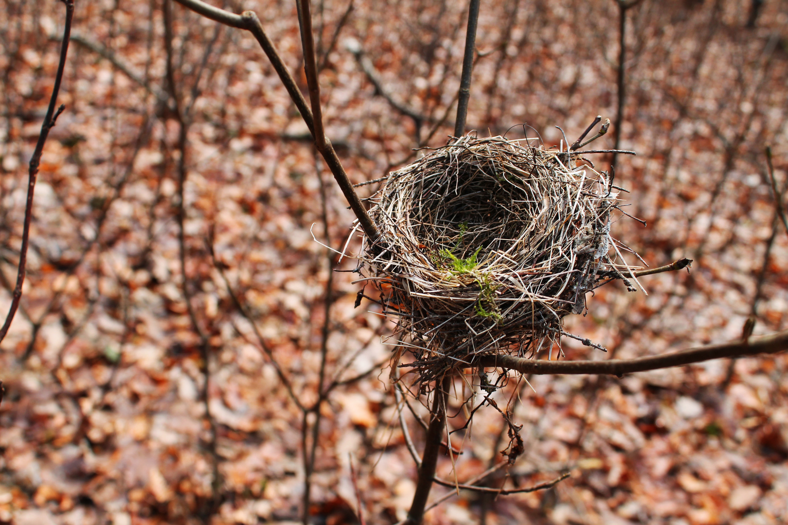 Nest