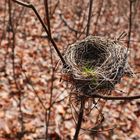 Nest