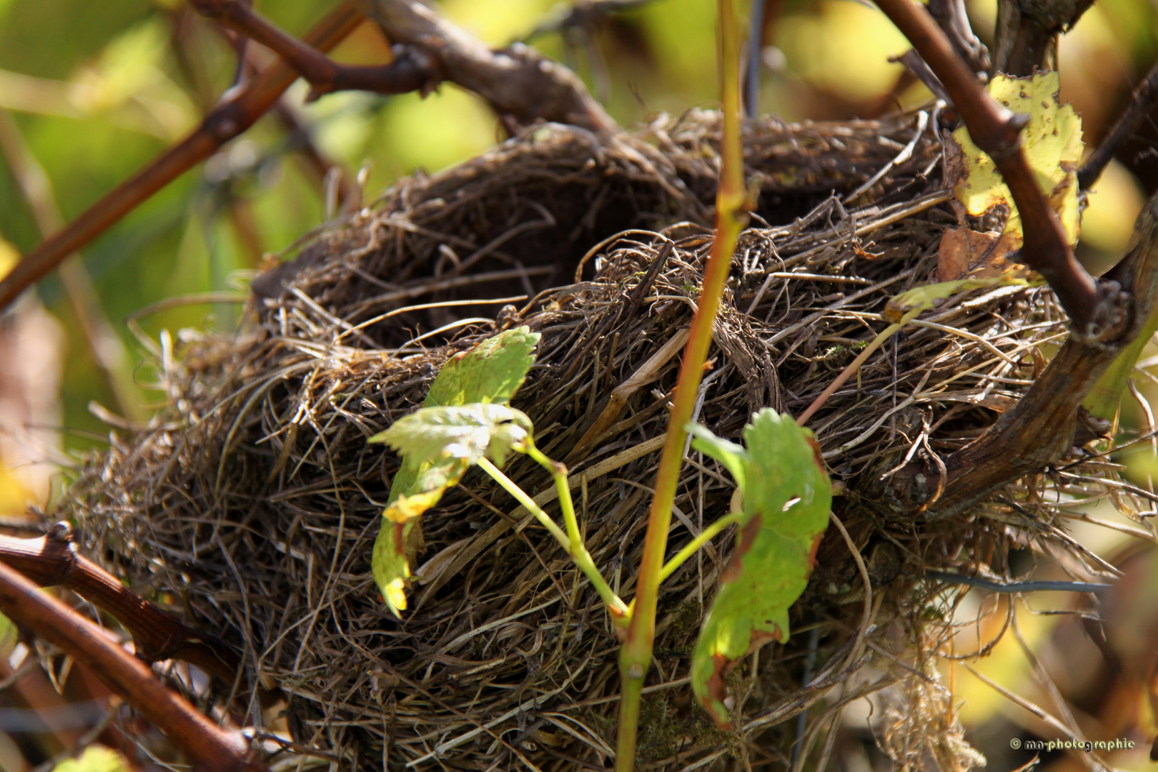 Nest 1, Baum 4