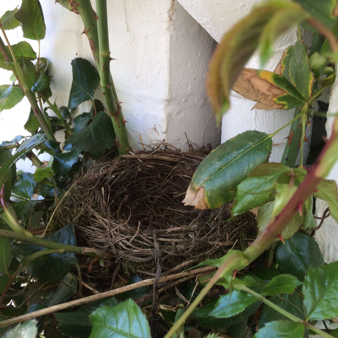 nest