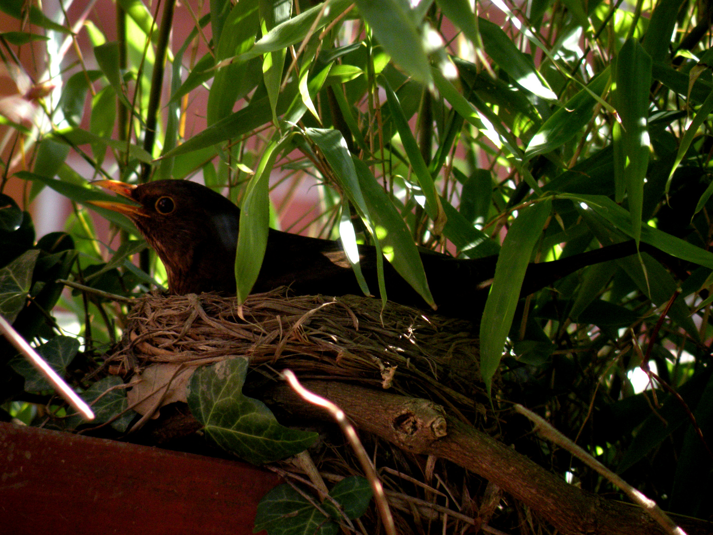 nest