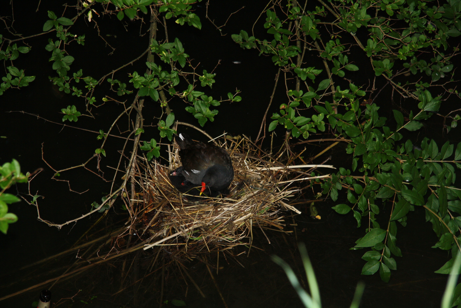 Nest an eine Hauptstraße in D-Dorf Stadtteil