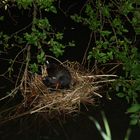 Nest an eine Hauptstraße in D-Dorf Stadtteil