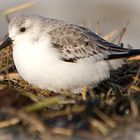 Nest auf der Buhne