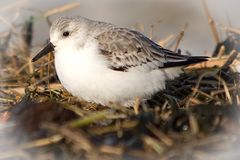 Nest auf der Buhne