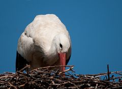 Nest auspolstern