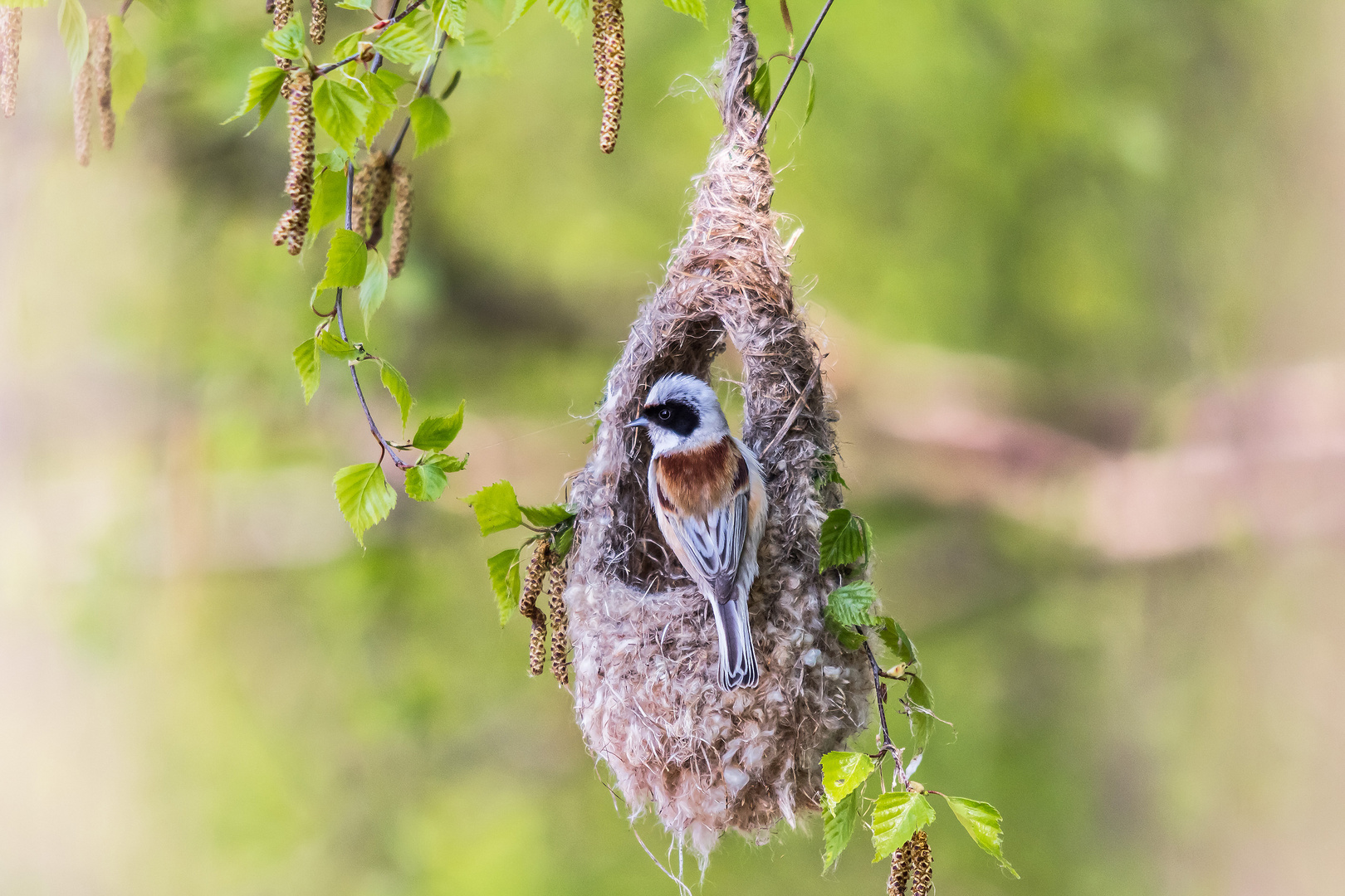 Nest bauende Beutelmeise