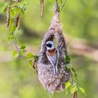 Nest bauende Beutelmeise