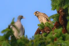 Nest bewachen