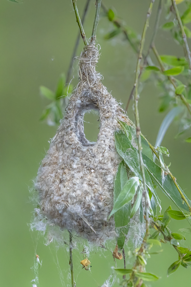 Nest der Beutelmeise