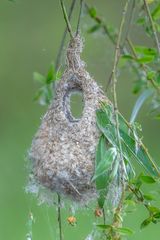 Nest der Beutelmeise