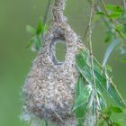 Nest der Beutelmeise