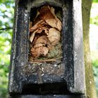 Nest der Haselmaus im Fledermauskasten