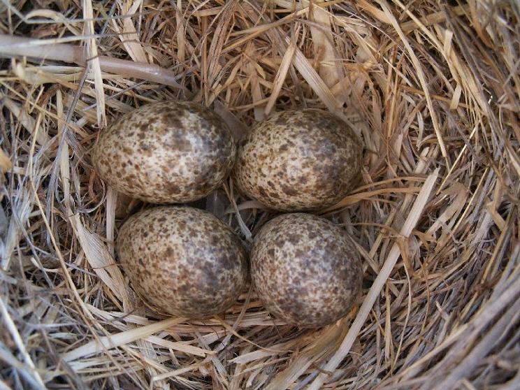 Nest der Haubenlerche