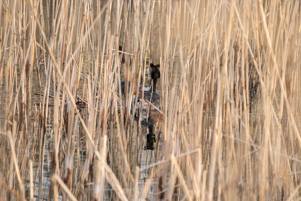 Nest der Haubentaucher 