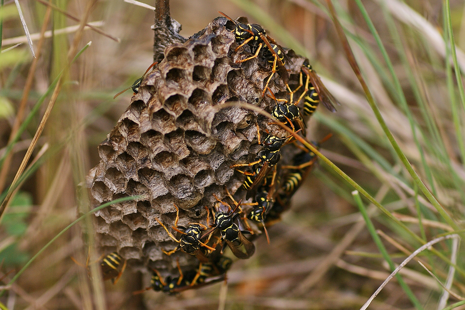 Nest der Heide- Feldwespe (Polistes nimpha)