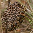 Nest der Heide- Feldwespe (Polistes nimpha)