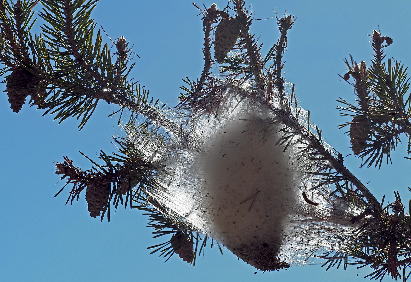 Nest der Kiefern-Prozessionsspinner-Raupen. - Nids des chenilles ...