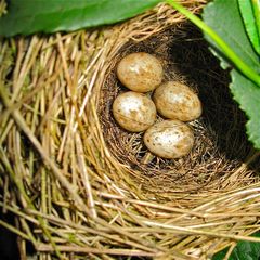 Nest der Mönchsgrasmücke, ca.30 cm über dem Auwaldboden in Brombeere