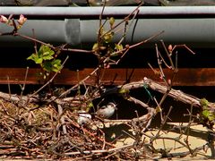 Nest der Schwanzmeise über dem Balkon in etwa 4,50m Höhe, Düsseldorf, 18.4.2012