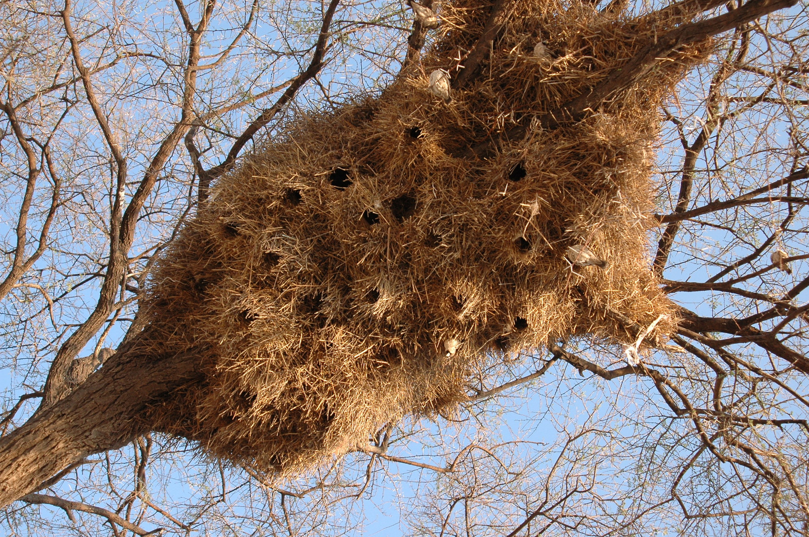 Nest der 'Weaver-Birds'