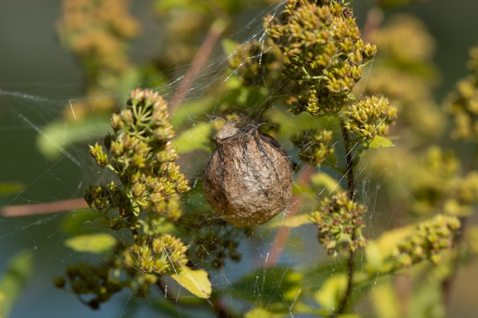 Nest der Wespenspinne