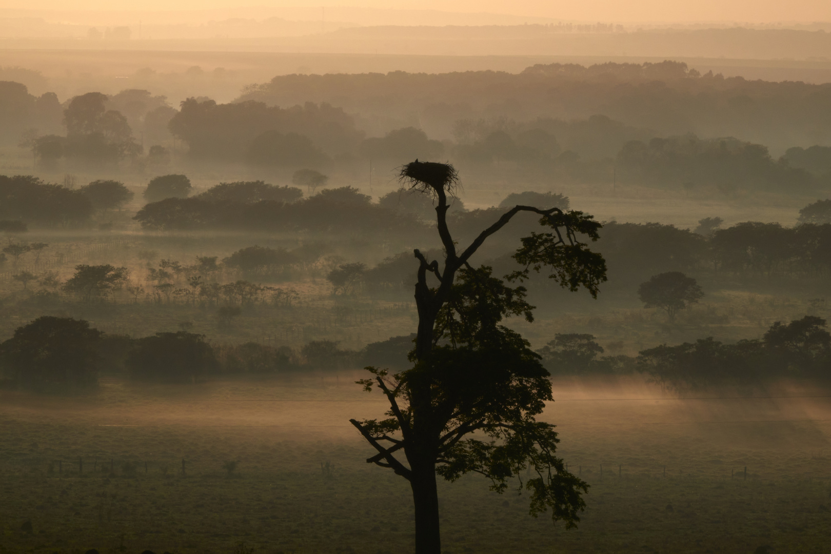 Nest des Jabiru (Minas Gerais/Brasilien)