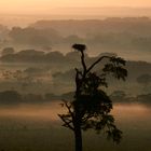 Nest des Jabiru (Minas Gerais/Brasilien)