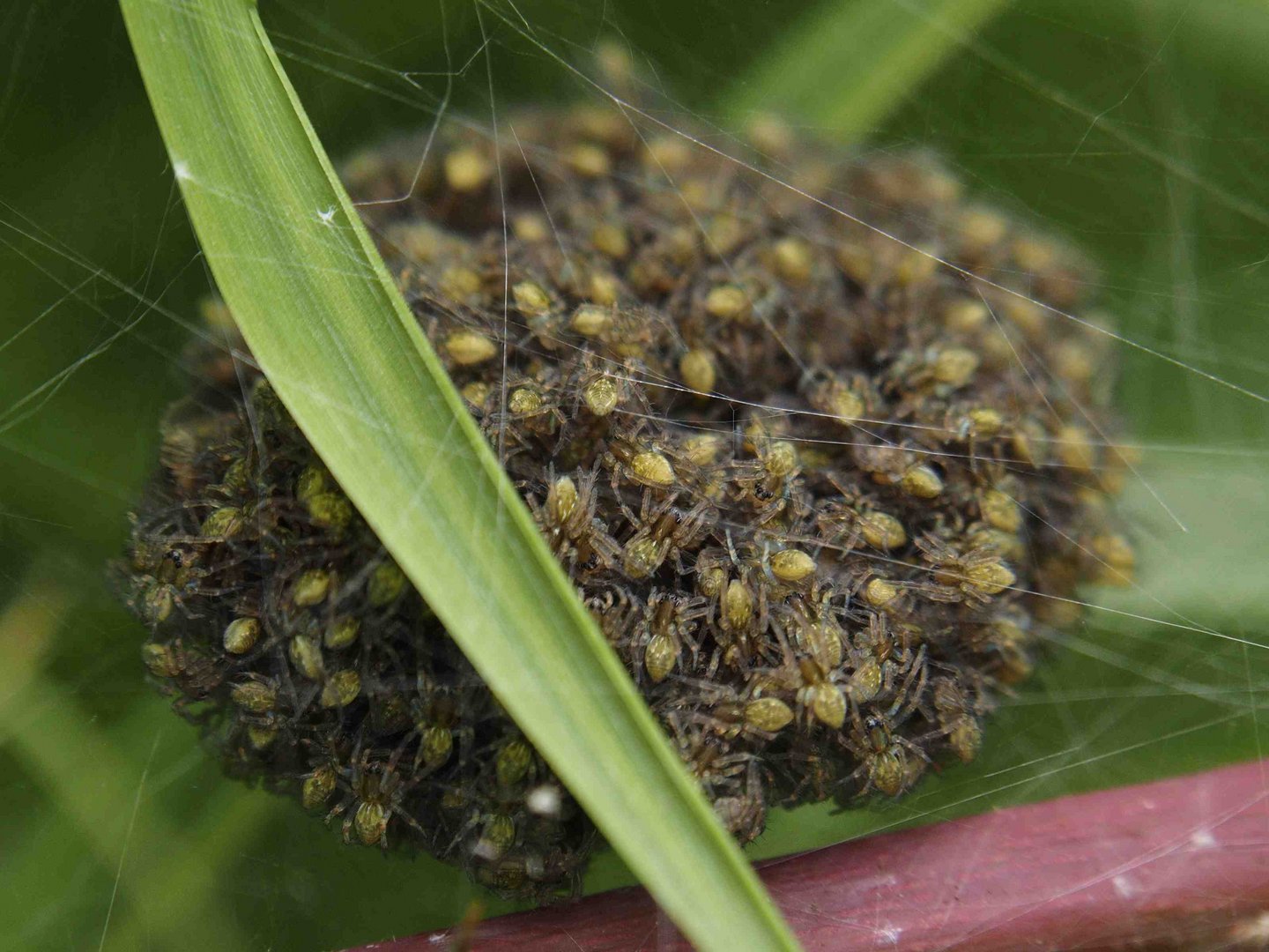 Nest einer Dolomedes - Art