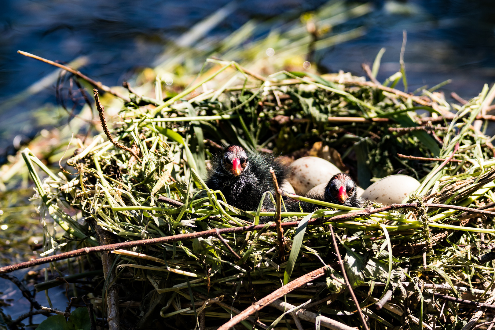 Nest eines Teichhuhnes