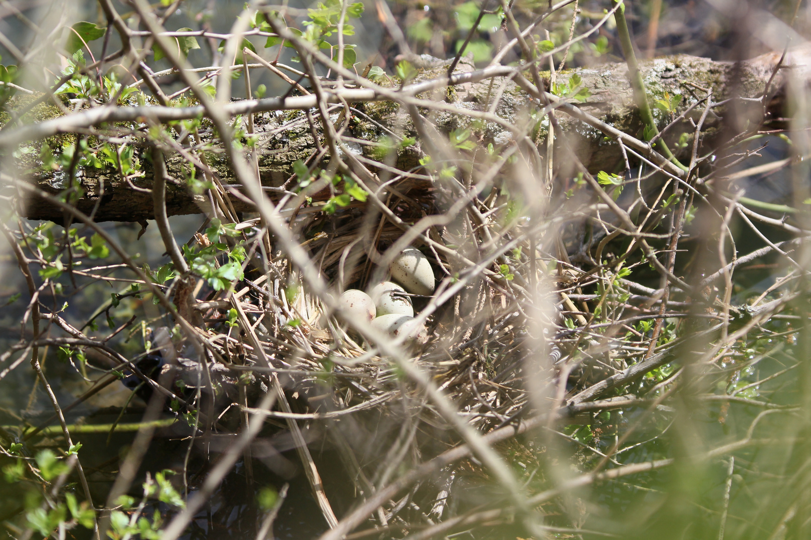 Nest eines Teichhuhnes oder Teichralle